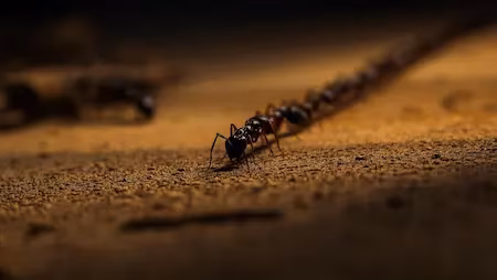 Identification and treatment guide for Odorous House Ants in Indianapolis