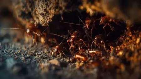 Visual guide to common cockroach hiding spots in home appliances and furniture